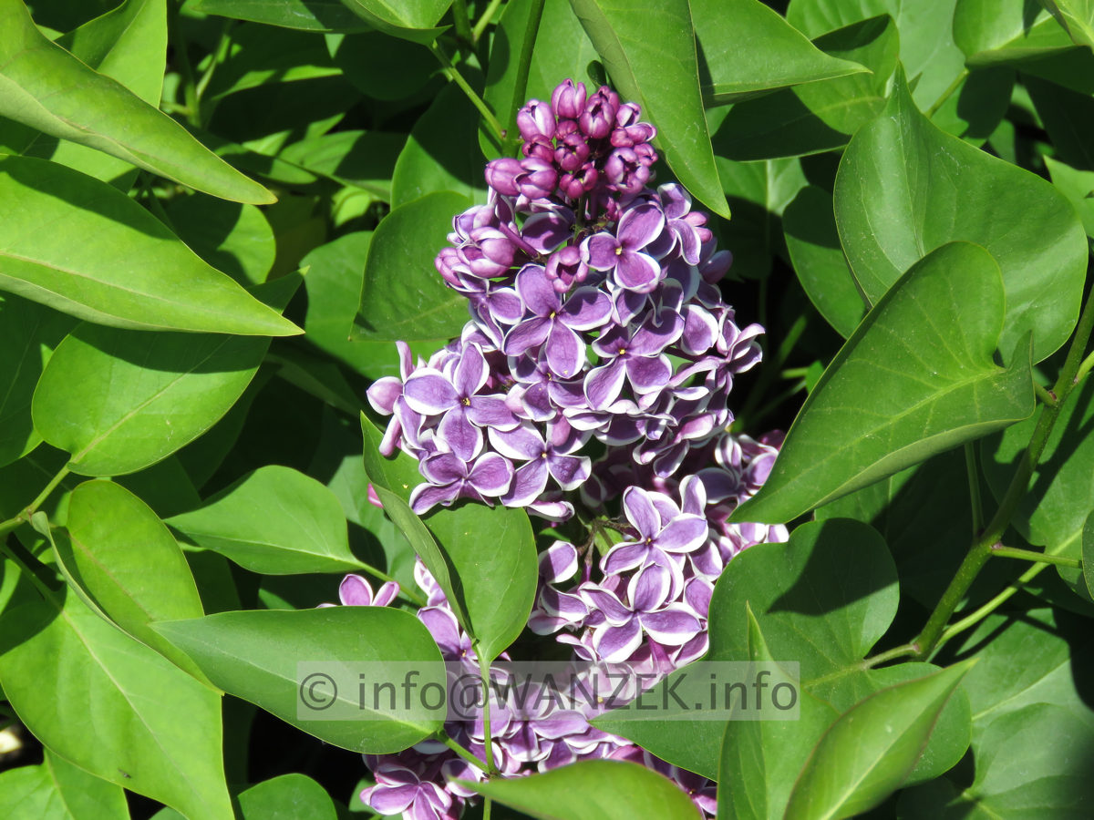 Syringa vulgaris Sensation 04.JPG